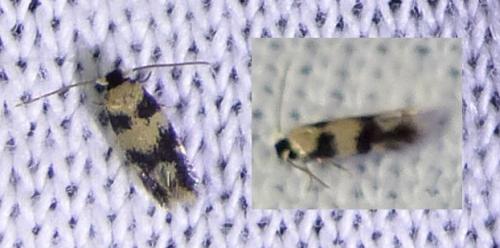 Ectoedemia decentella